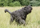BOUVIER DES FLANDRES 033